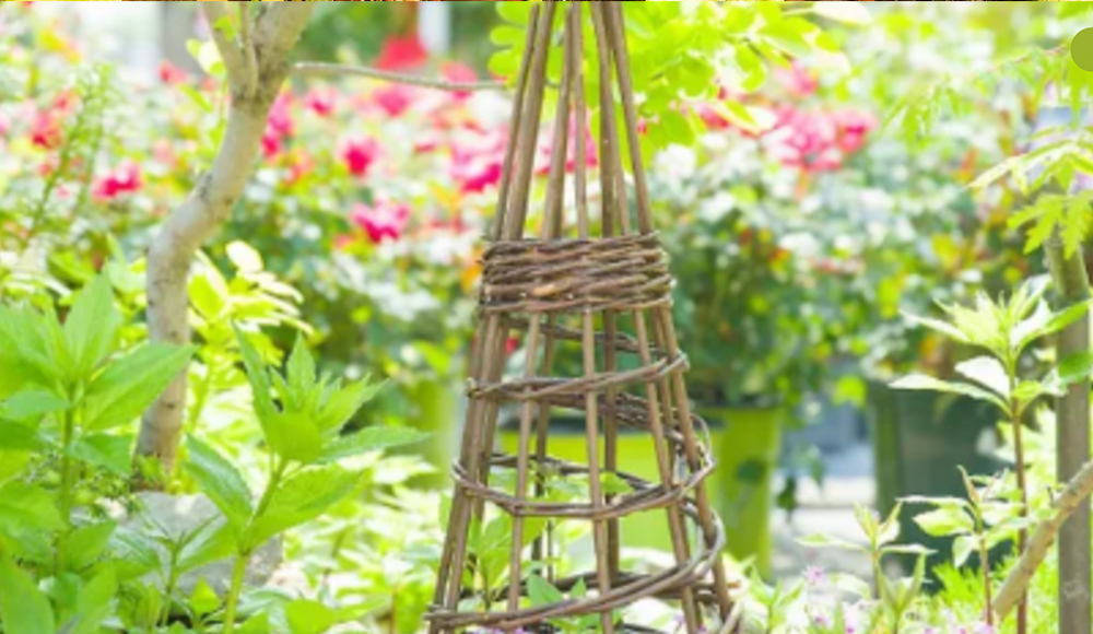 Willow weaving